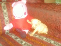 pinchers meninasss