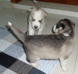 filhotes legitimos de husky siberiano