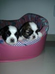 Filhotes de Shih tzu