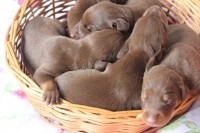 Lindos Filhotes De Doberman – Puro – Marrom