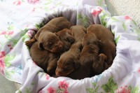 Lindos Filhotes De Doberman – Puro – Marrom
