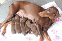 Lindos Filhotes De Doberman – Puro – Marrom