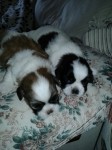 Filhotes de Shih tzu
