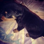 Vendo Filhotes De Rottweiler