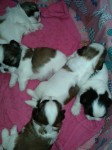 Filhotes de Shih tzu