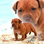 filhote de pitbull com 50 dias