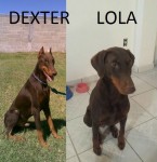 Lindos Filhotes De Doberman – Puro – Marrom