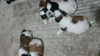 Filhotes de Shih tzu