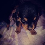 Vendo Filhotes De Rottweiler