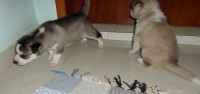 filhotes legitimos de husky siberiano