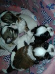Filhotes de Shih tzu