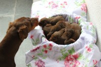 Lindos Filhotes De Doberman – Puro – Marrom