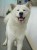 10301_petfama_akita_sao-caetano-do-sul-sp