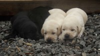 Lindos Filhotes de Labrador