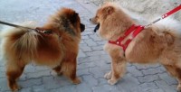 Filhote Chow Chow