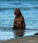 filhote de pitbull com 50 dias