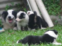 Filhotes border collie
