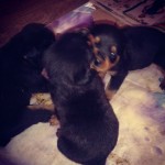 Vendo Filhotes De Rottweiler