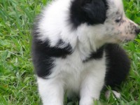 Filhotes border collie