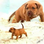 filhote de pitbull com 50 dias