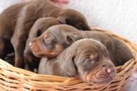 Lindos Filhotes De Doberman – Puro – Marrom