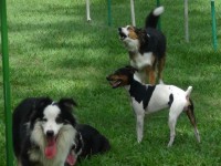 Filhotes border collie