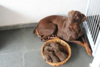 Lindos Filhotes De Doberman – Puro – Marrom