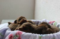 Lindos Filhotes De Doberman – Puro – Marrom