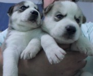 filhotes legitimos de husky siberiano