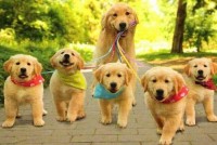 Passeio e visito seu pet – Dog walker e Pet sitter