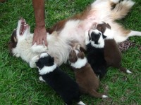 Filhotes border collie
