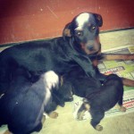 Vendo Filhotes De Rottweiler