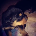 Vendo Filhotes De Rottweiler