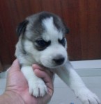 filhotes legitimos de husky siberiano