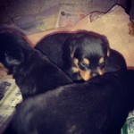 Vendo Filhotes De Rottweiler