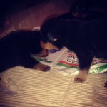 Vendo Filhotes De Rottweiler