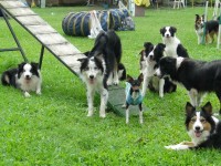 Filhotes border collie