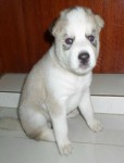 filhotes legitimos de husky siberiano