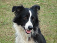Filhotes border collie