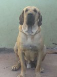 Magnificos filhotes Fila Brasileiro linhagem campeã CAFIB