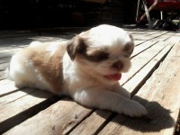 Filhotes fêmeas Shih Tzu