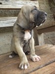 Magnificos filhotes Fila Brasileiro linhagem campeã CAFIB