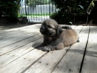 Filhotes machos de Shih Tzu