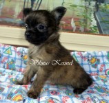 Chihuahua Macho bibelo – Canil by Vilnius – RJ