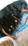 Filhotes de Rottweiller