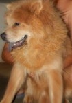 Vendo – Filhotes de Chow Chow
