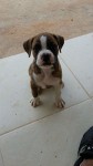 Filhote de Boxer Fêmea