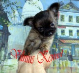 Chihuahua Macho bibelo – Canil by Vilnius – RJ
