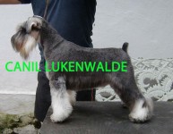 Schnauzer Miniatura