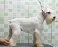 Schnauzer Miniatura
